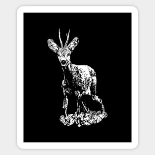 Roe buck Sticker